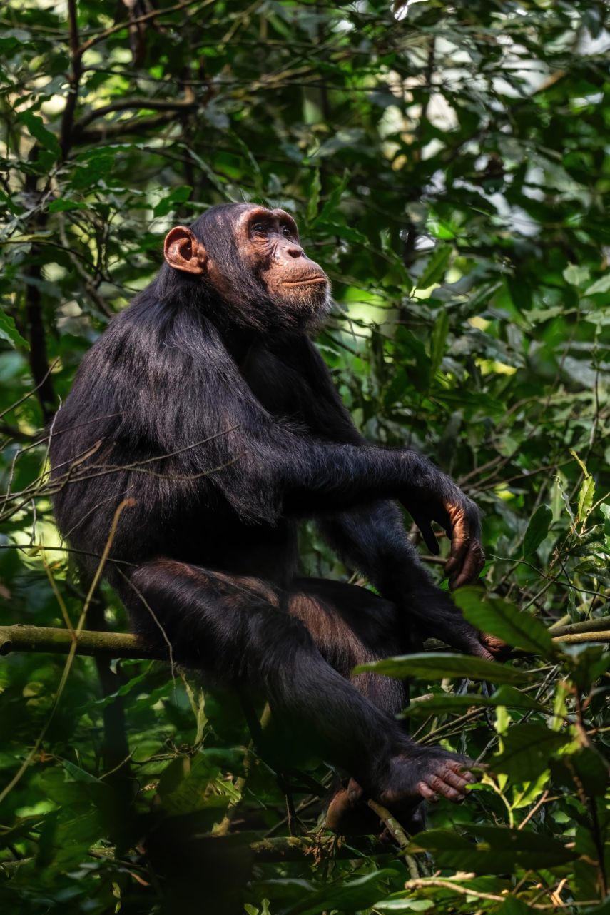 Chimpanzee in africa