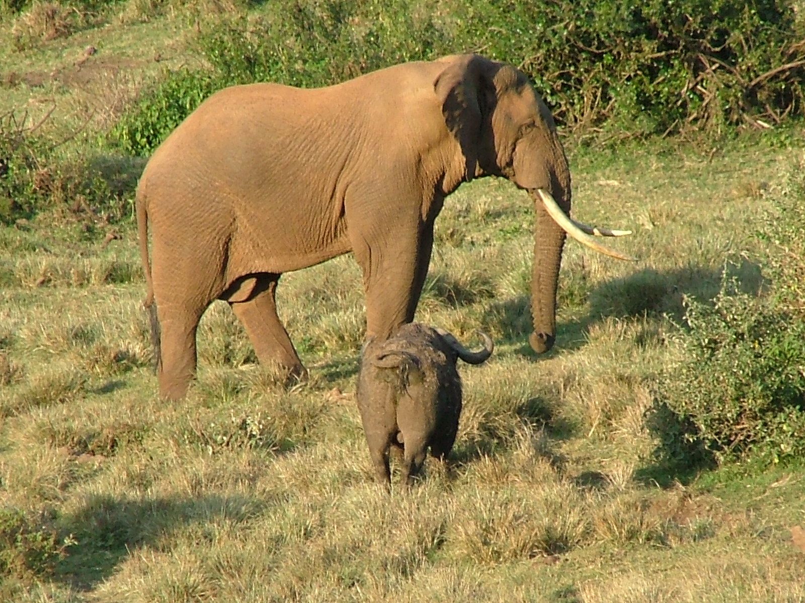 Mom and baby elephant
