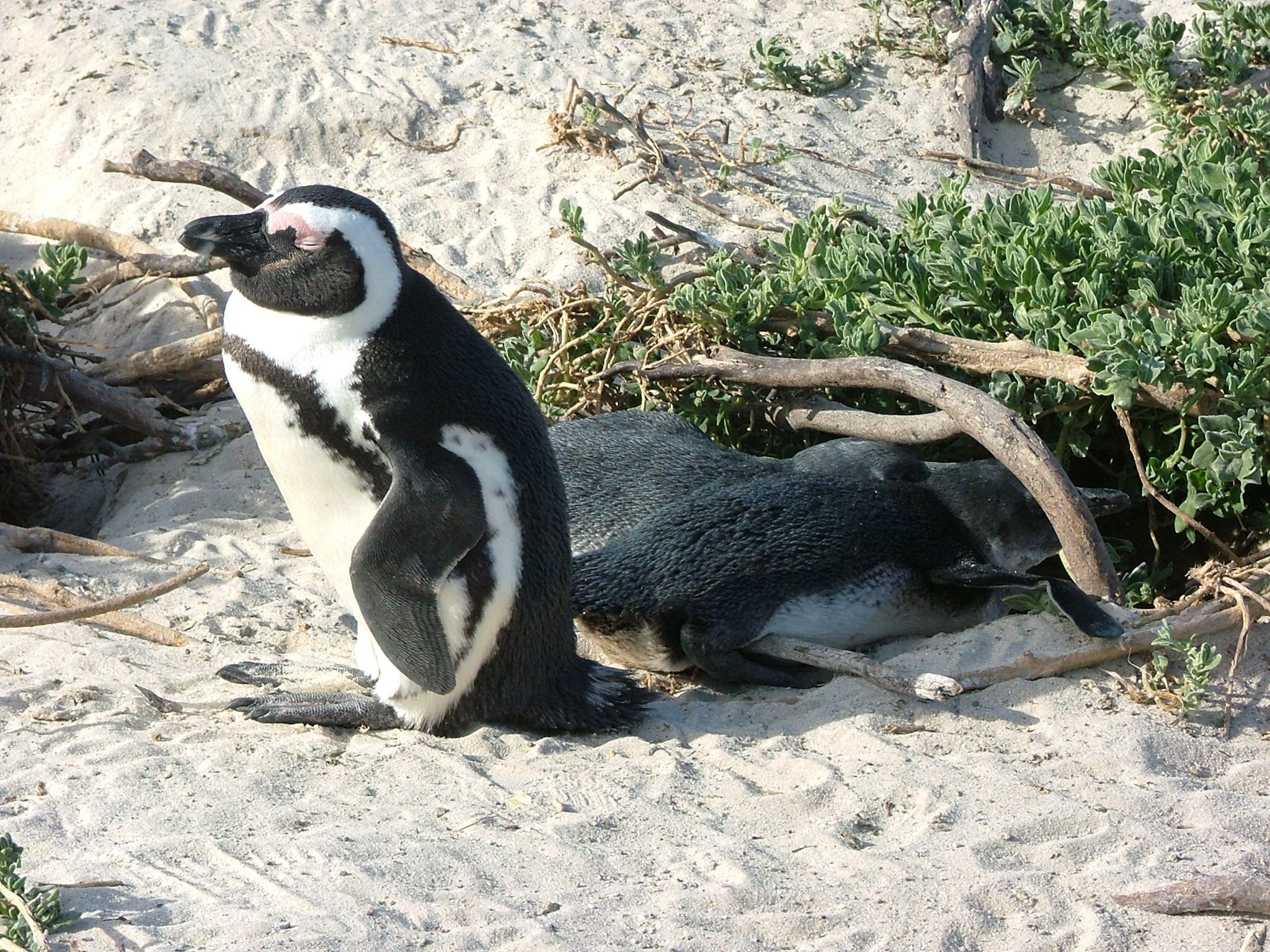Penguins in Africa