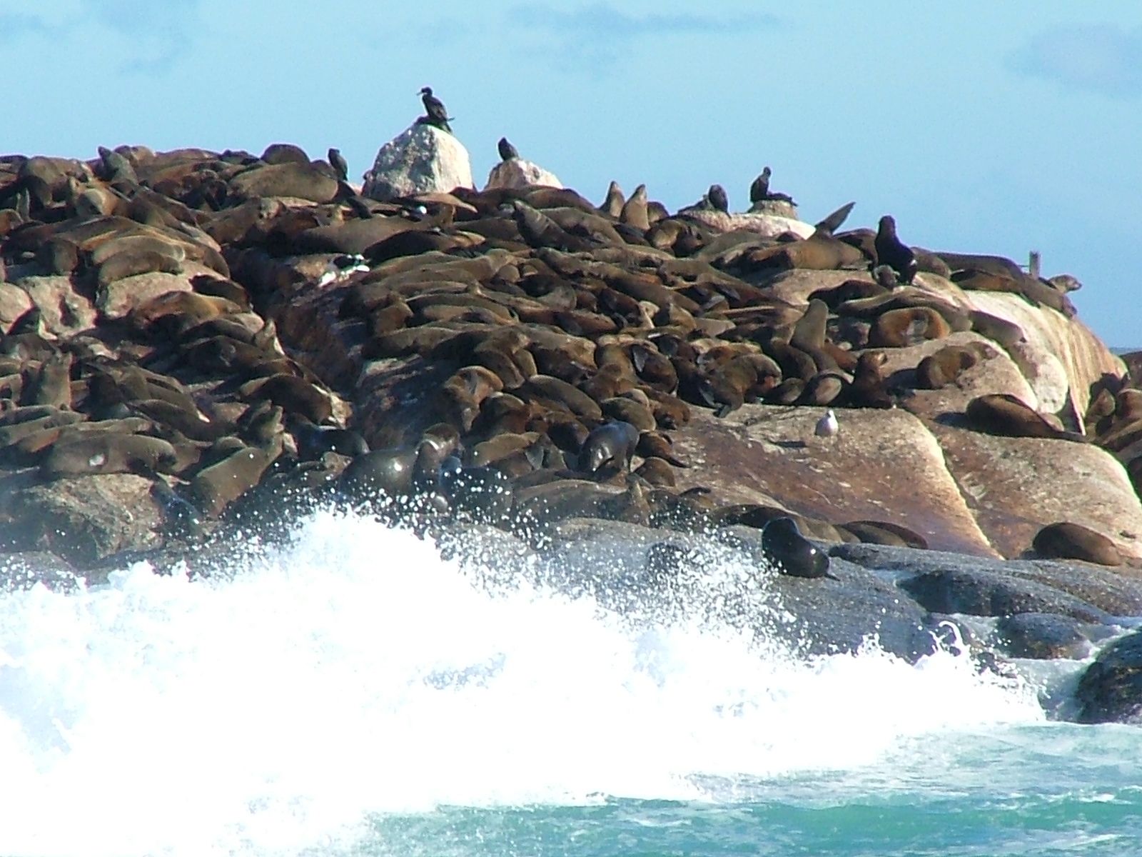 Sea lions in africa