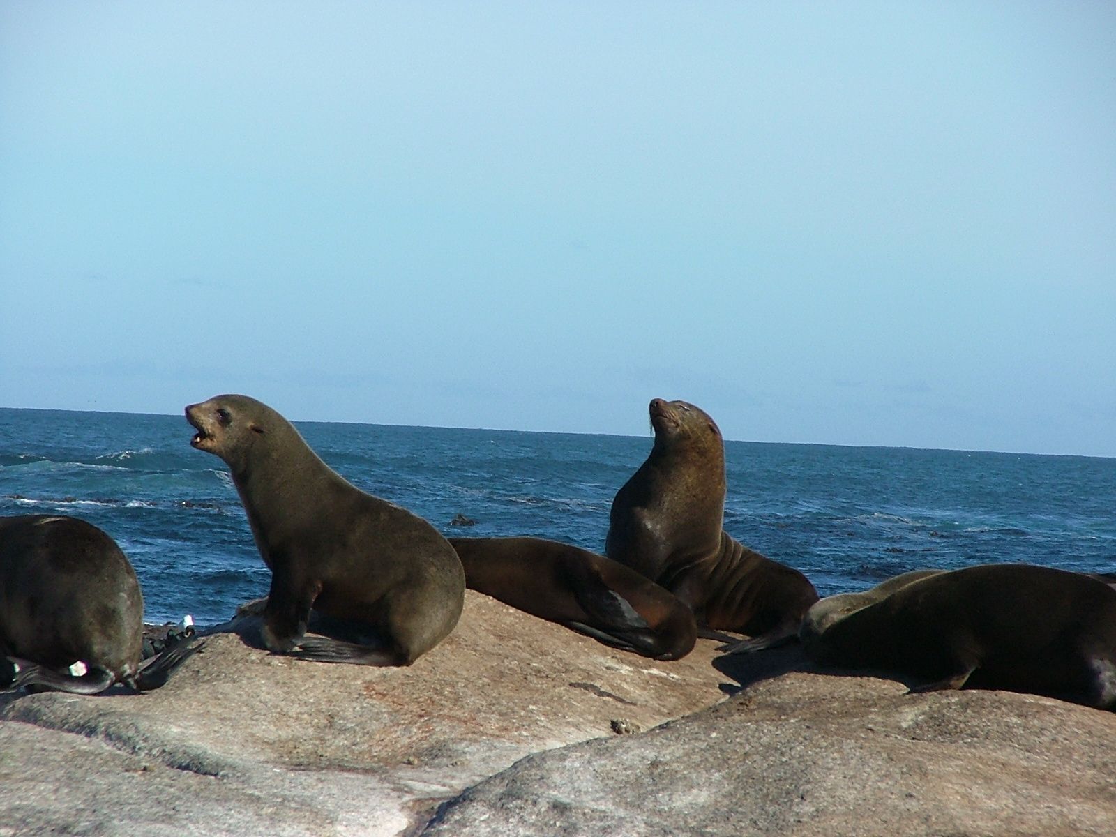 Seals in Africa