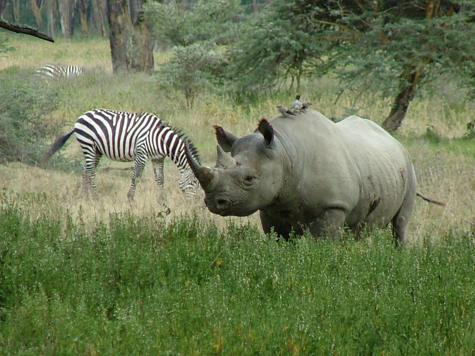 Rhino and Zebra