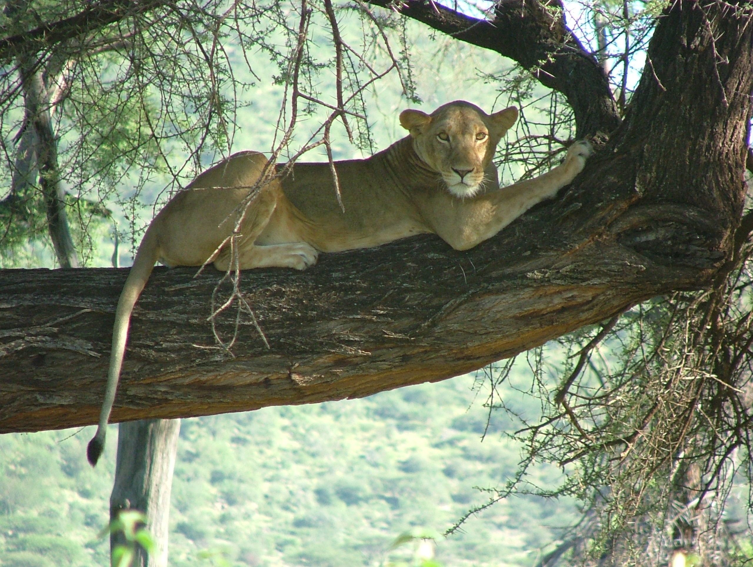 Lion in a  tree