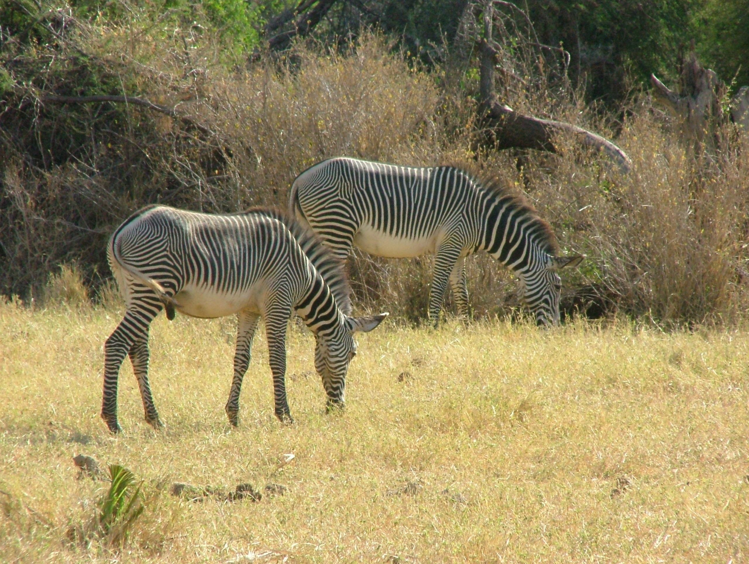 2 zebra grazing