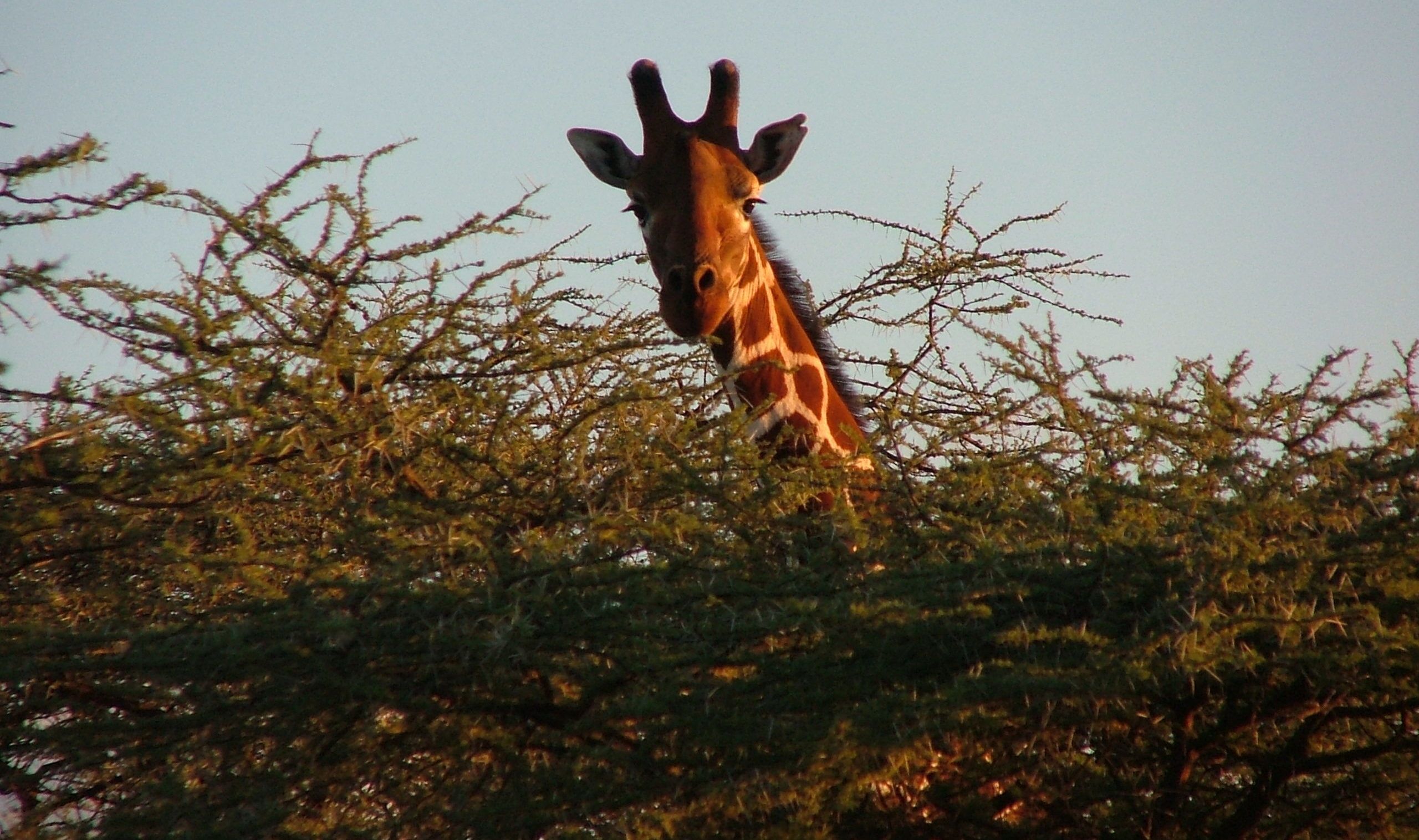 Giraffe in africa