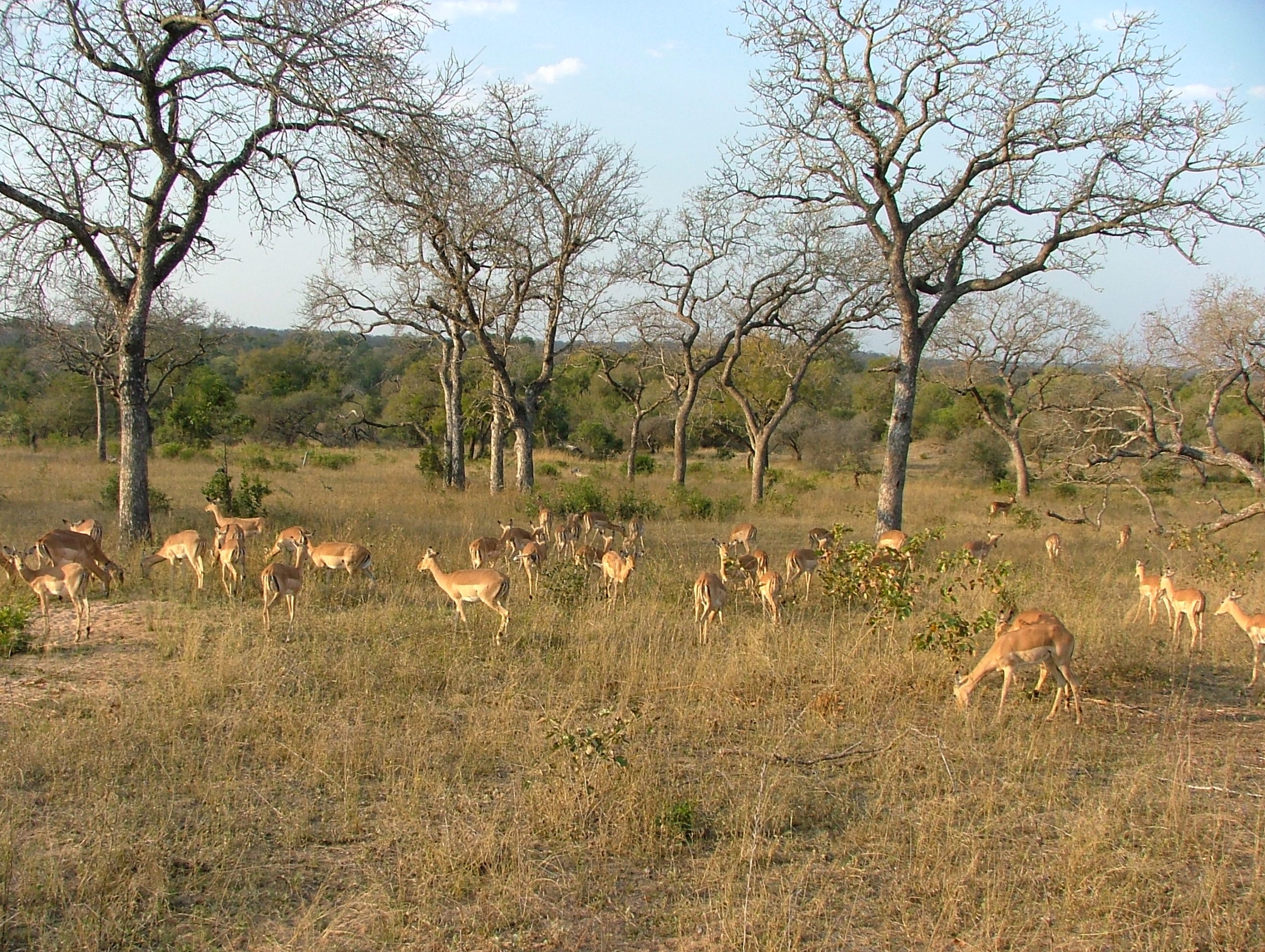 Herd of Gazelle