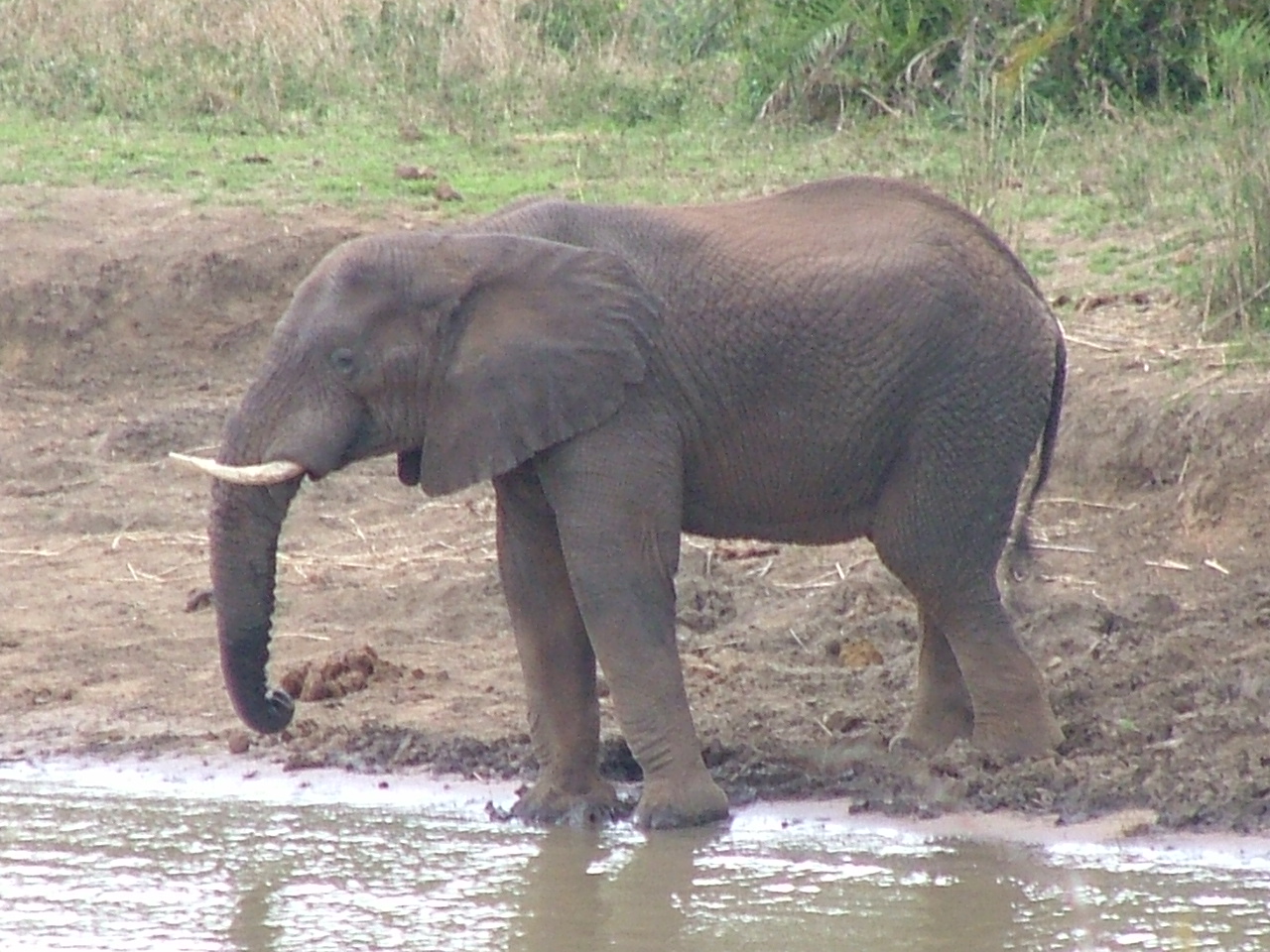 Male Elephant