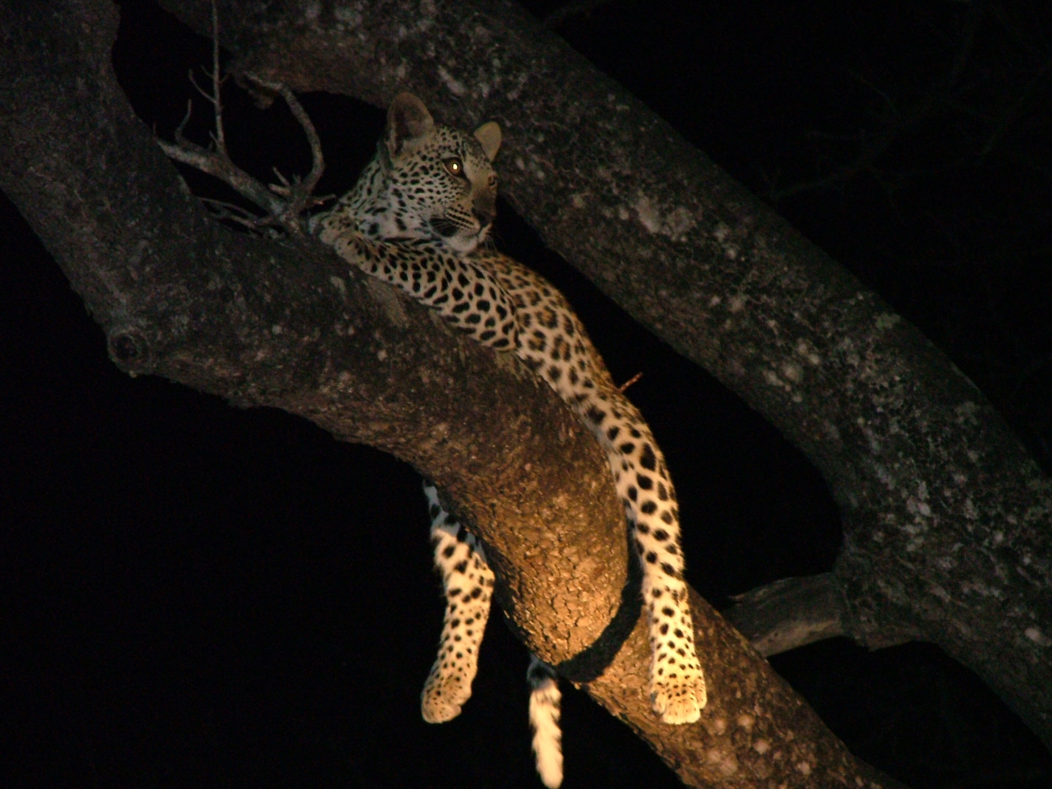Cheetah at night in tree