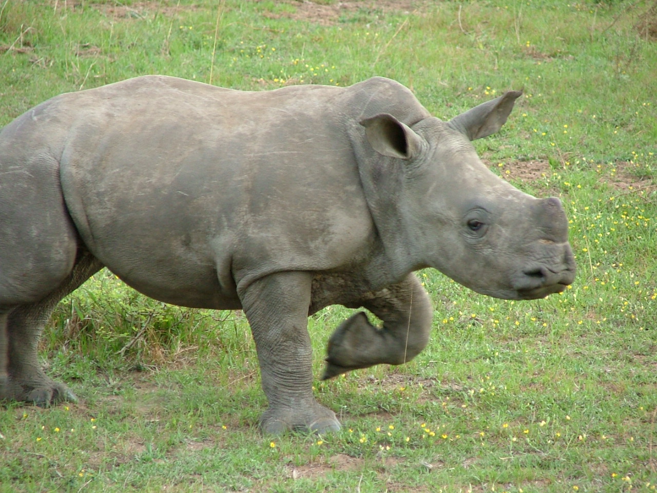 Rhino