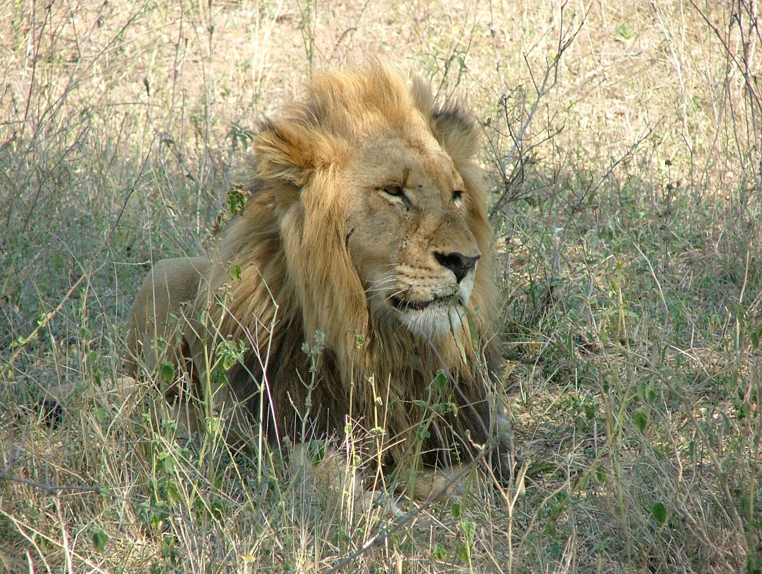 Male Lion
