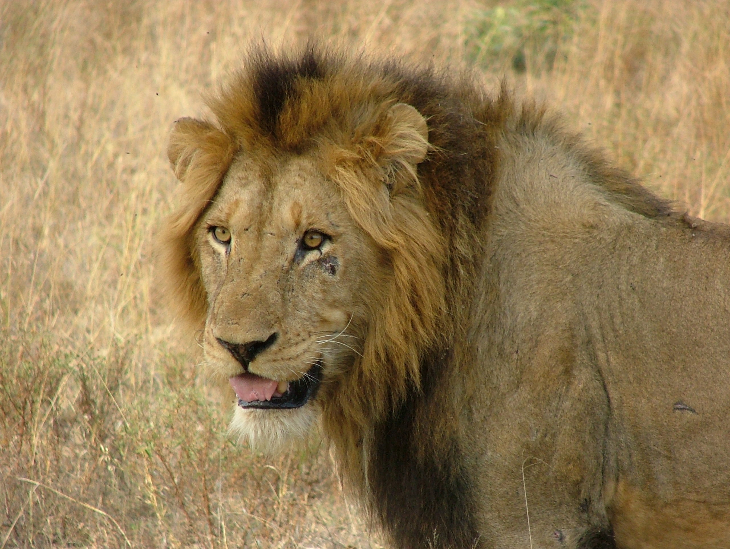 Male Lion