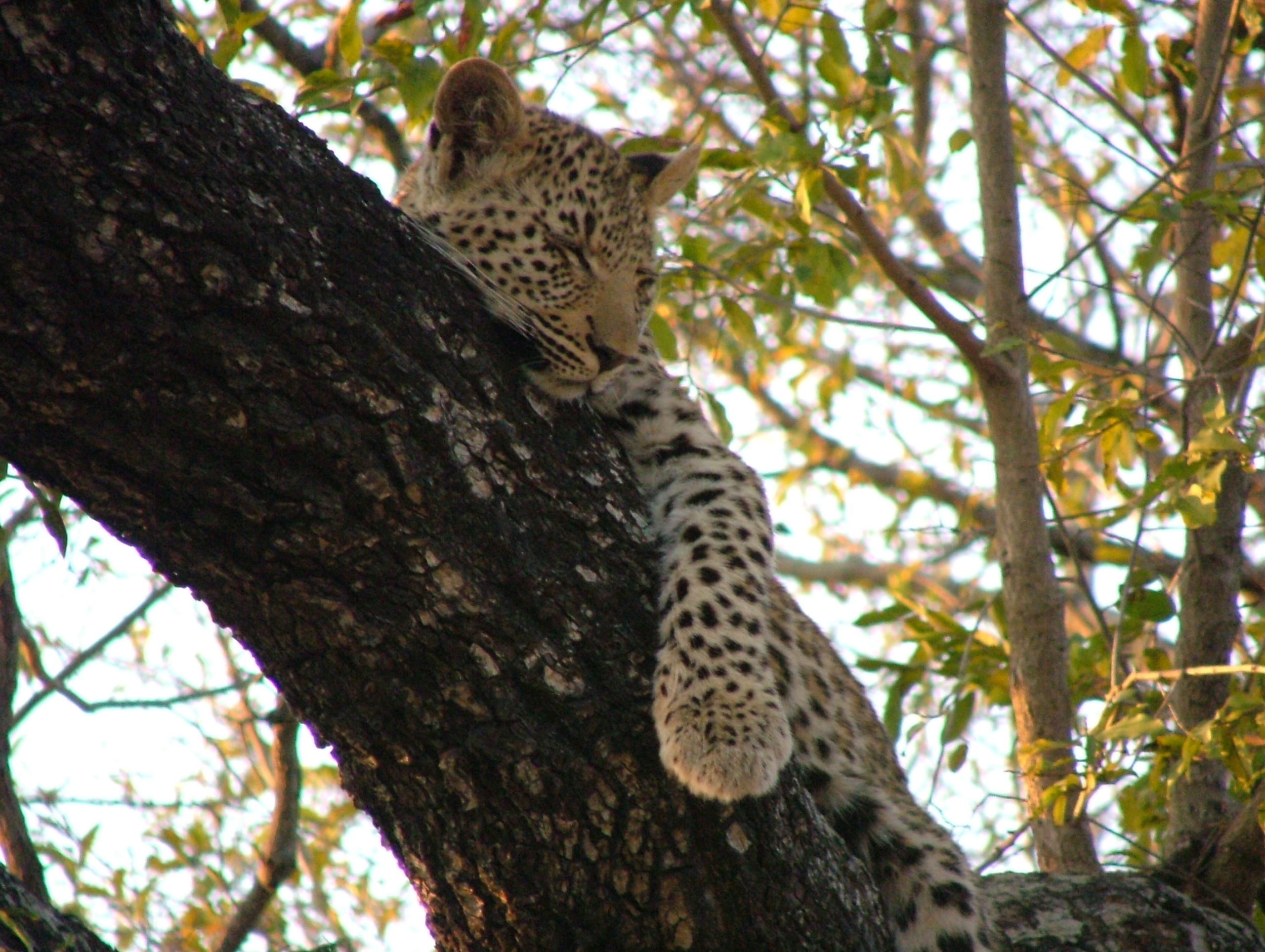 Cheetah in tree