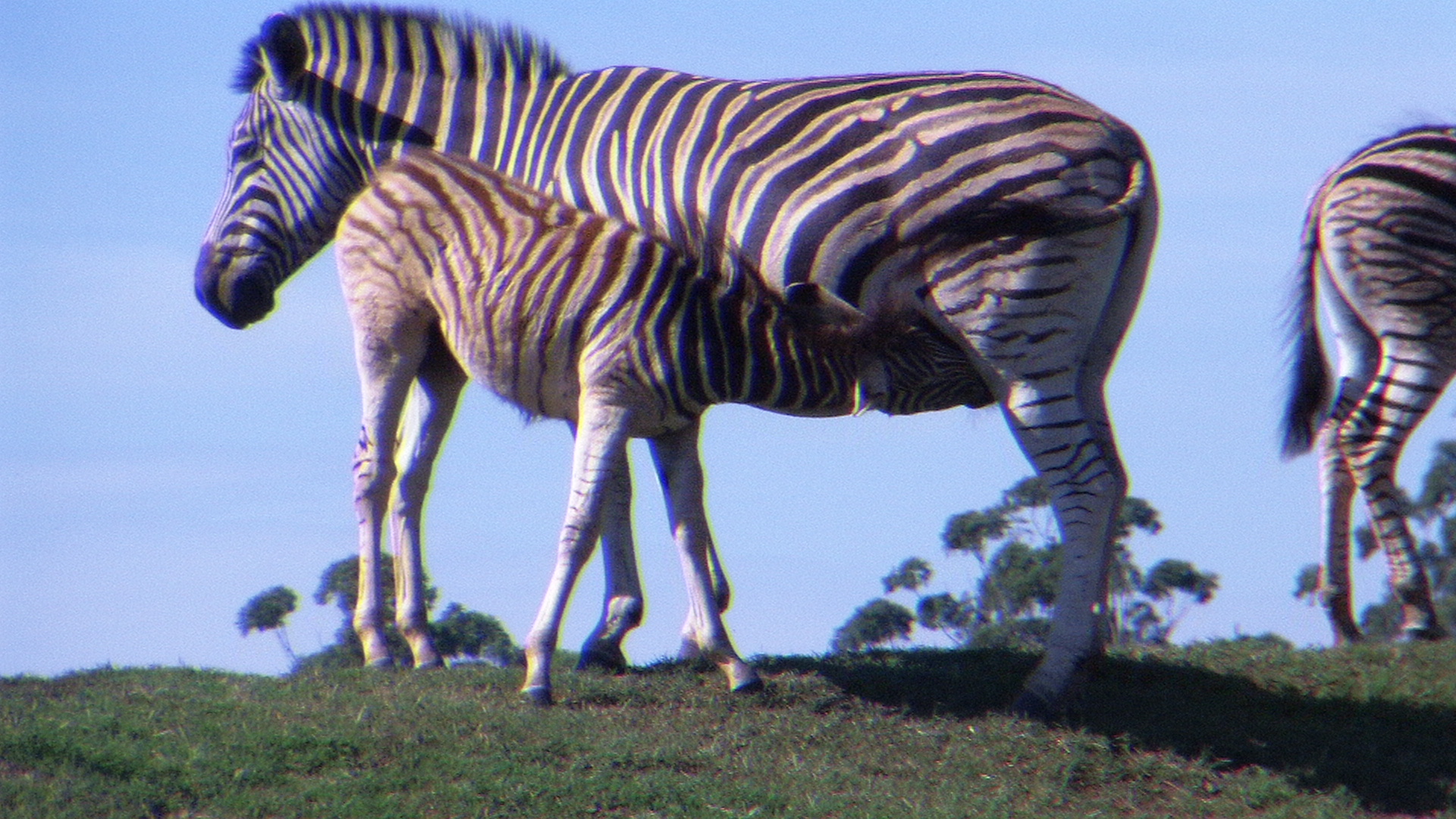 Zebra nursing