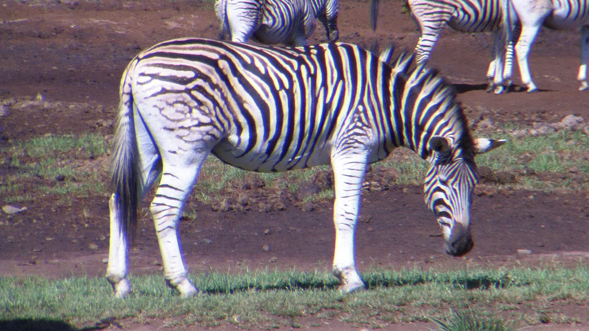 Zebra