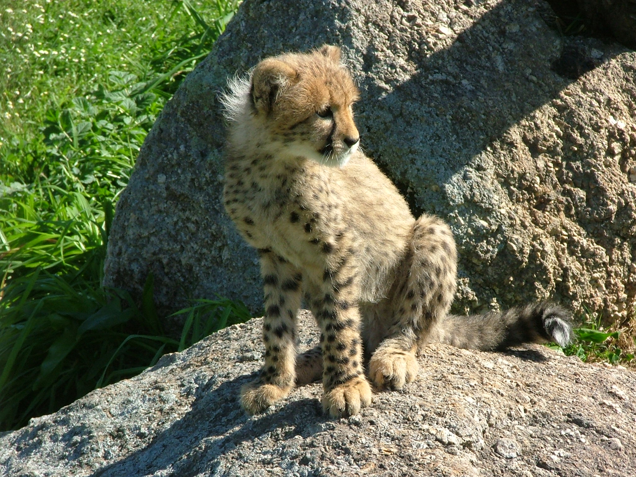 Cheetah cub