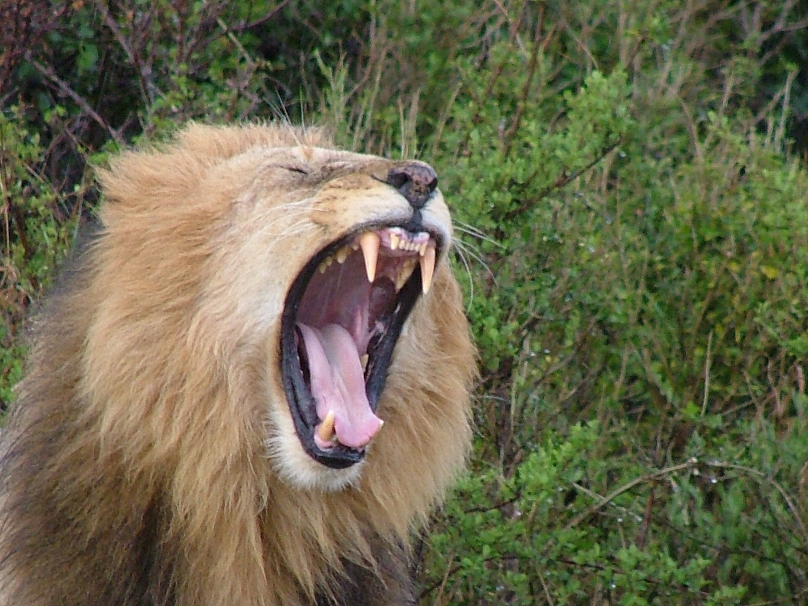 Male Lion Roaring