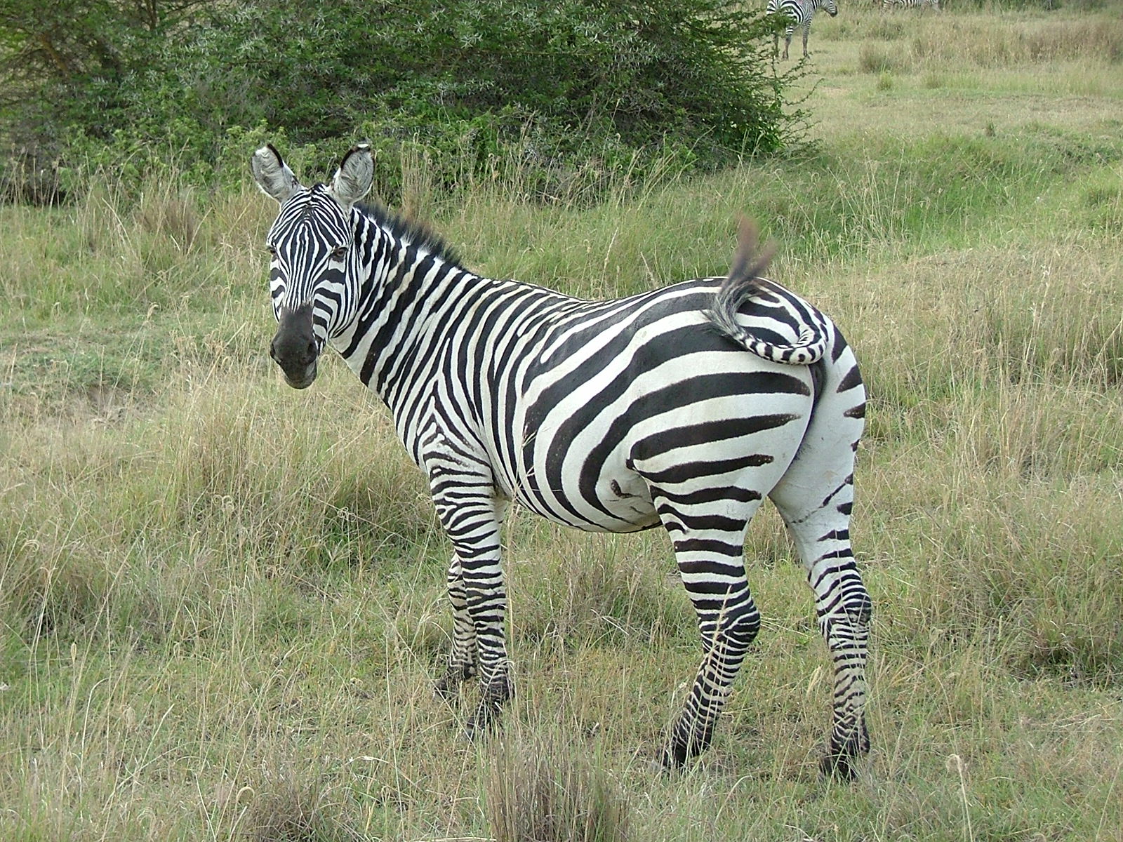 Zebra