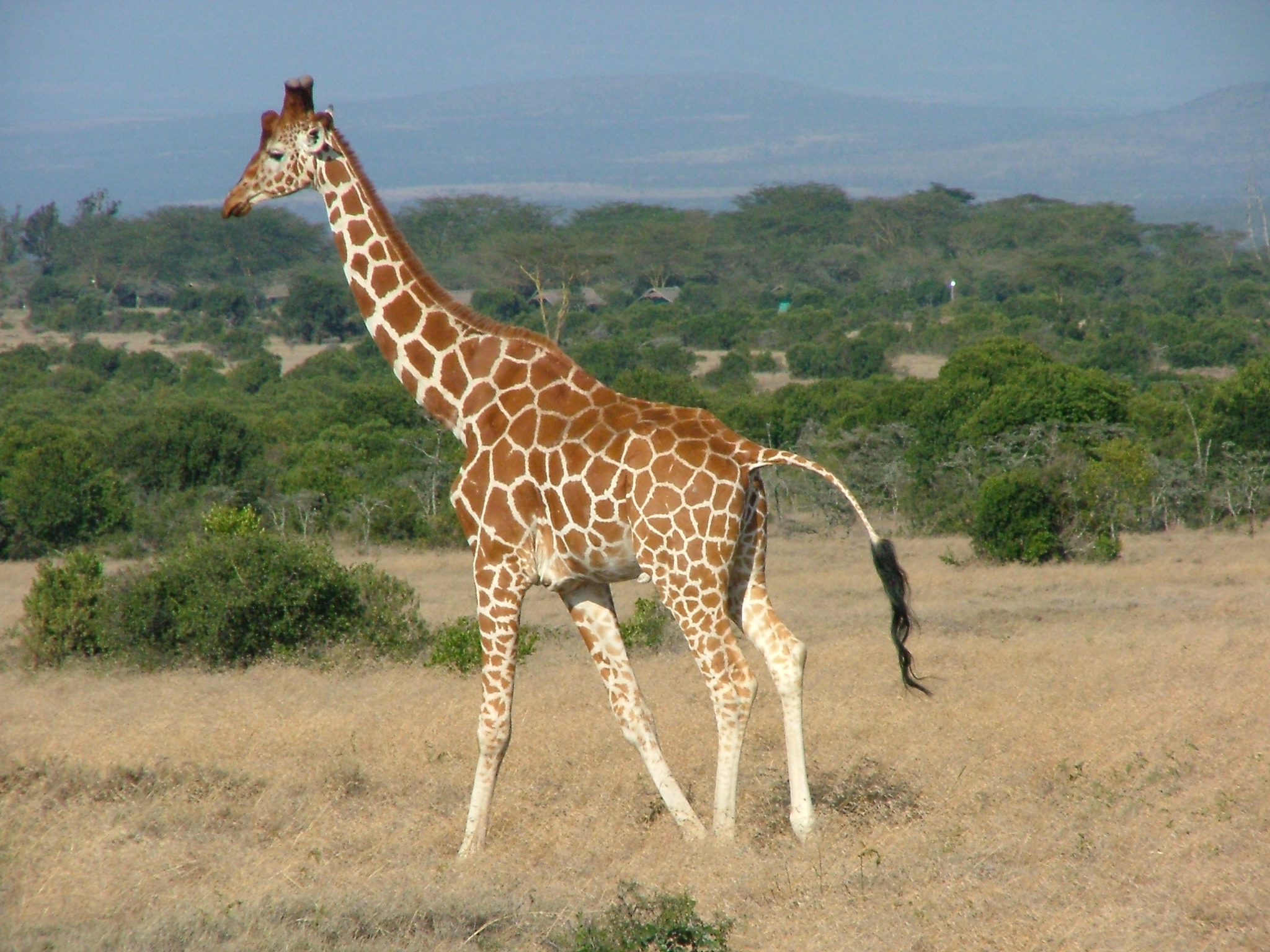 Giraffe