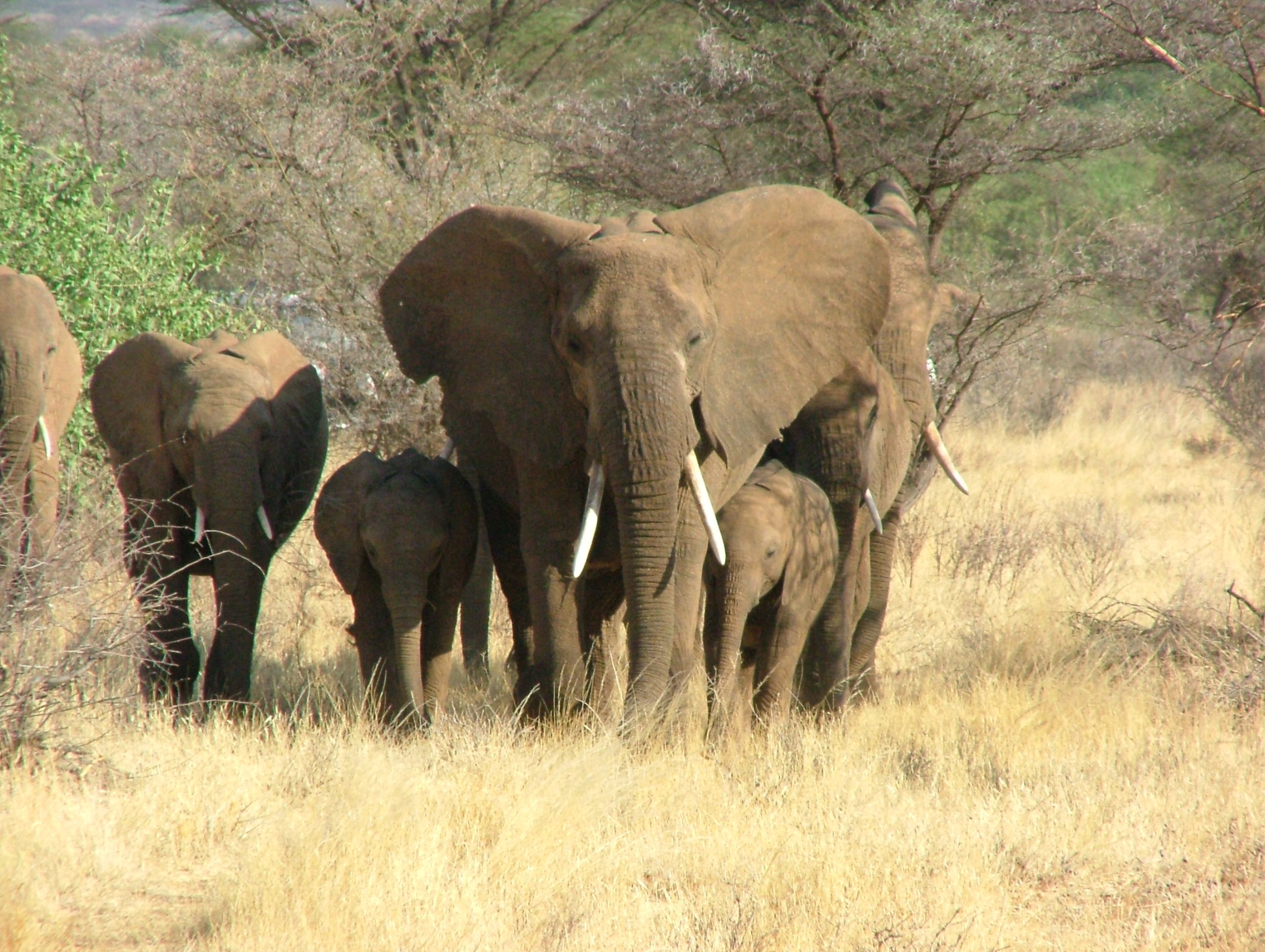 Herd of elephants