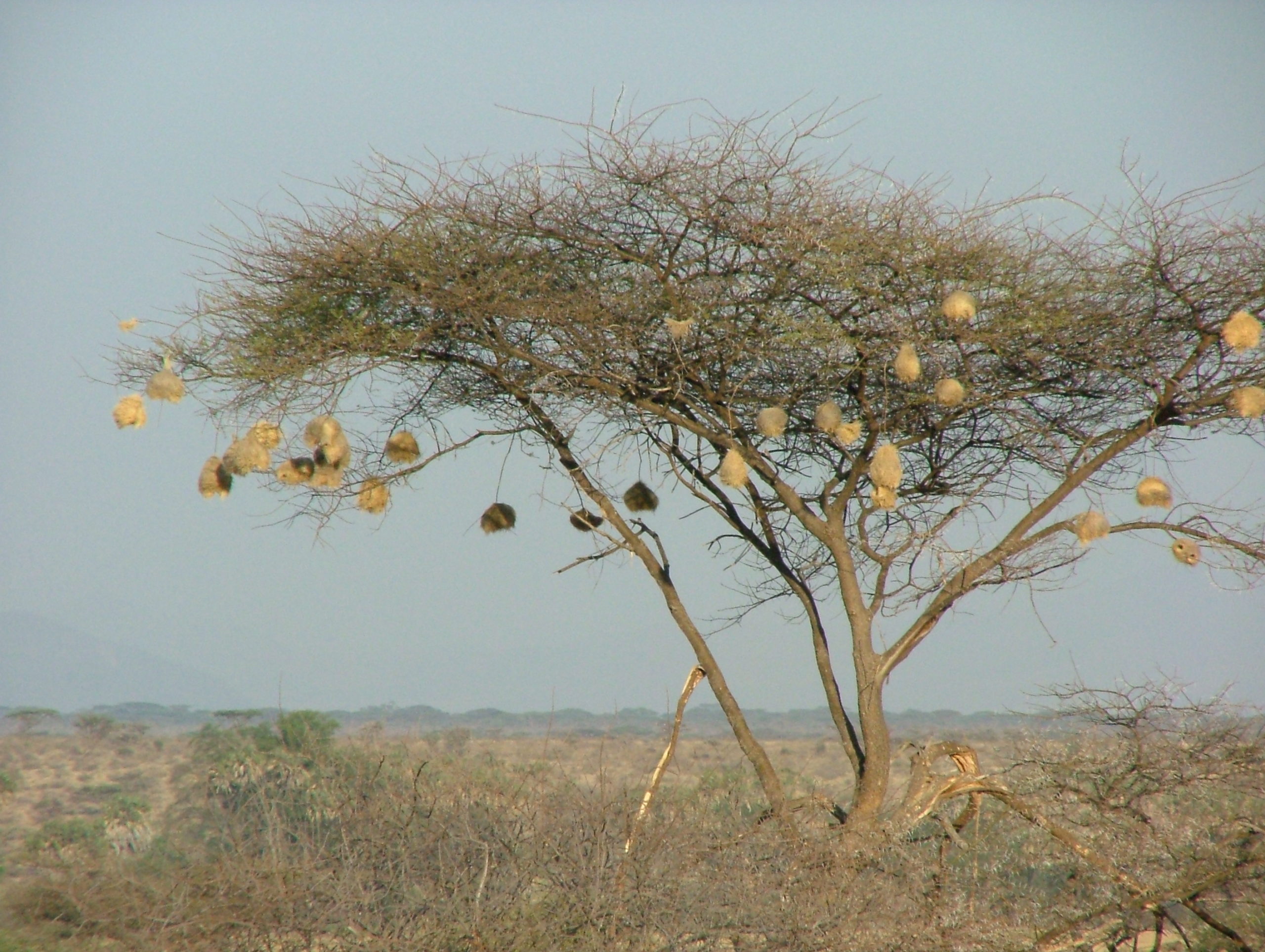 African Tree