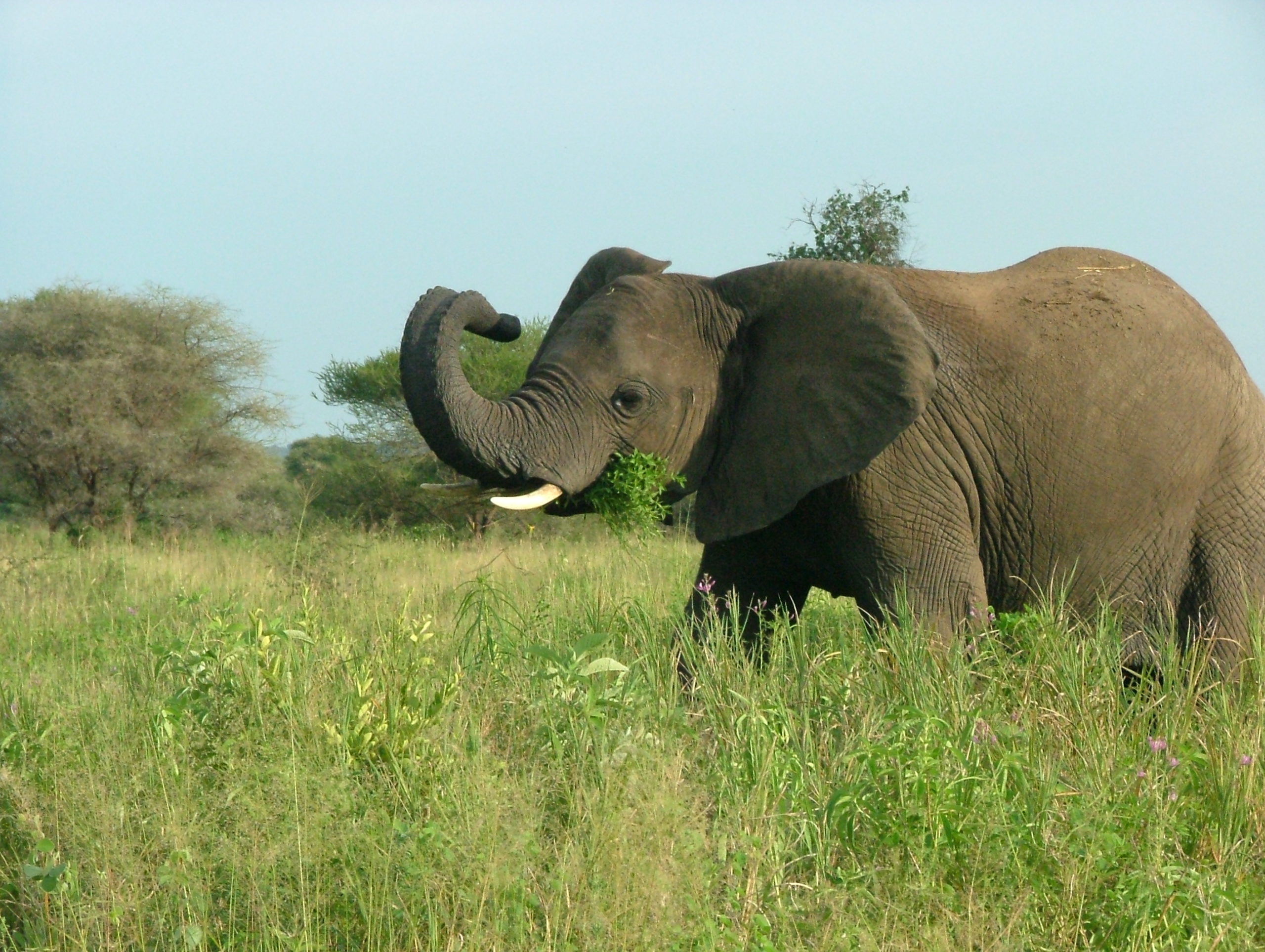 Elephant in the grass