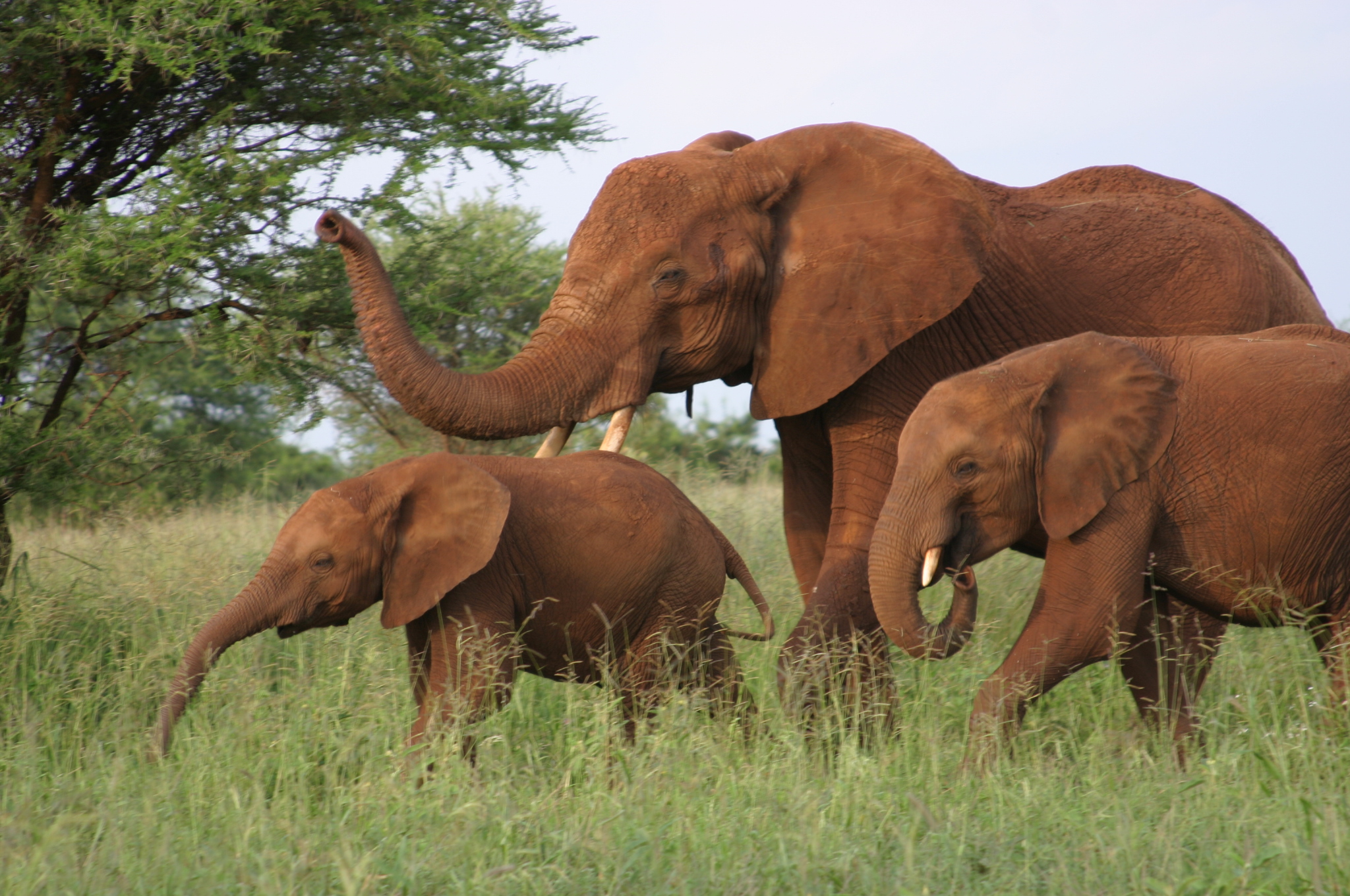 Elephant family