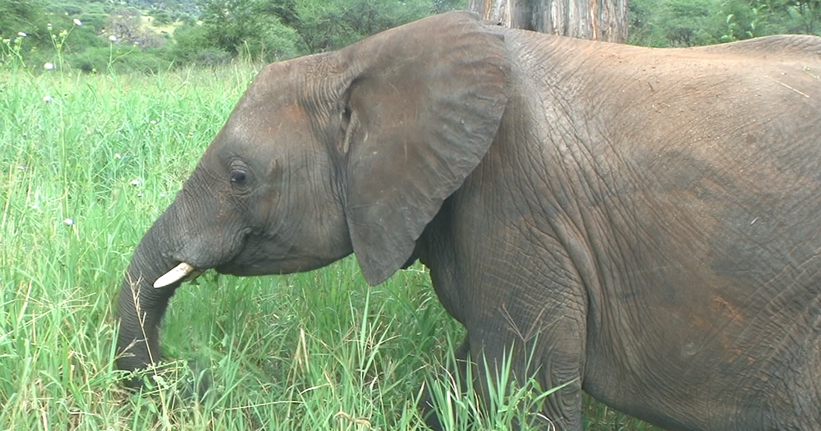 Elephant eating grass