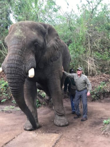 Mark with an Elephant